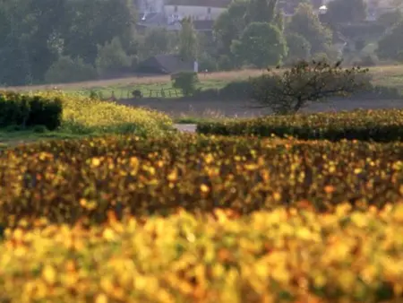 Charmante maison dans le vignoble avec terrasse, proche Nigloland, animaux acceptés - Photo 9