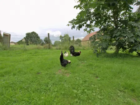 Gîte de charme à Cussangy avec wifi, parking, visite de champignonnière, idéal pour familles - Photo 16
