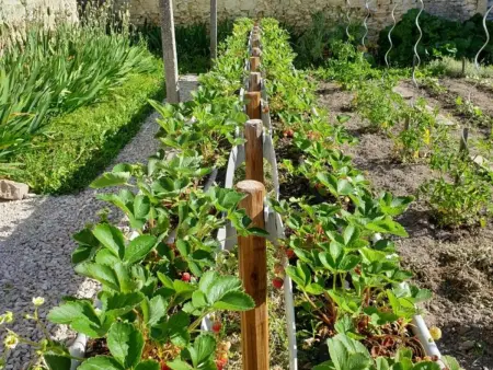 Maison de campagne avec jardin bio, proche de Troyes, idéale pour découvrir nature et vignobles. - Photo 13