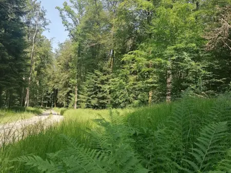 Chalet cosy avec jardin, parking et recharge VE aux portes des Vosges - Photo 21