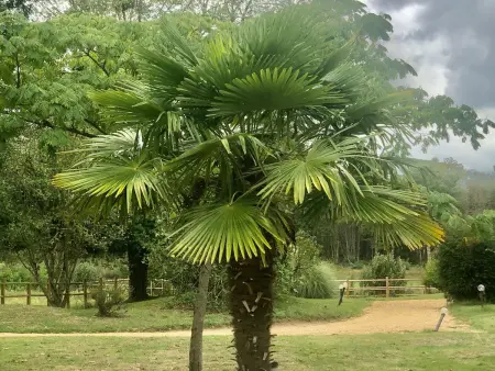 Évasion champêtre : Maison avec piscine, tennis, et étang au cœur de 50 hectares de forêt - Photo 8