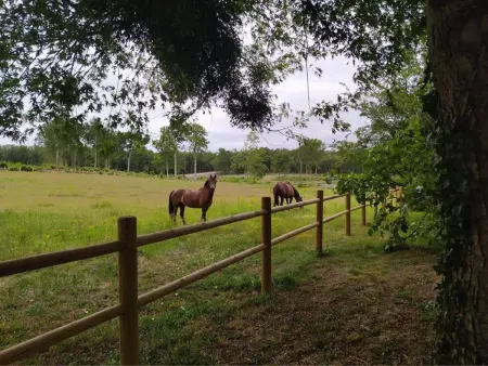 Évasion champêtre : Maison avec piscine, tennis, et étang au cœur de 50 hectares de forêt - Photo 30