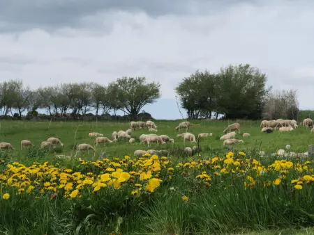 Gîte 10 pers avec 4 chambres et 3 salles d'eau, animaux admis - Photo 9