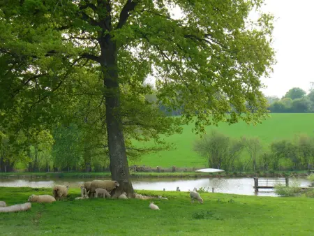 Fermette au calme avec piscine, jardin et étang de pêche - Photo 4