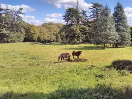 Gîte authentique avec piscine chauffée, parc et chevaux, au cœur d'un château historique - Photo 10