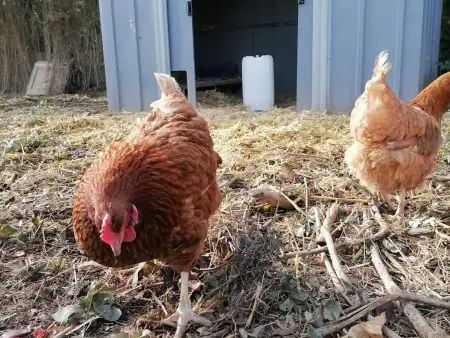 Gîte en campagne rénové avec cheminée, grands jardins, WiFi, près d'un village médiéval. - Photo 21