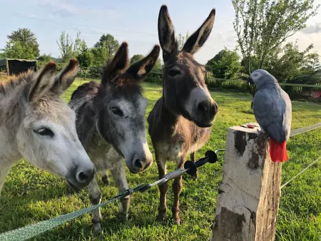 Maison de charme en Berry près d'un golf & spa, jardin d'hiver, vélos, animaux bienvenus - tout inclus - Photo 17