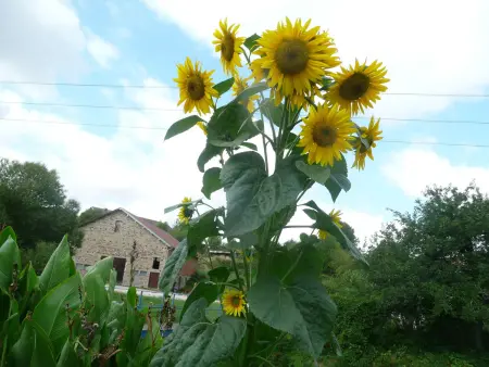 Gîte Tranquille avec Cheminée, Terrasse sur la Saône et Borne EV, Animaux Bienvenus - Photo 19