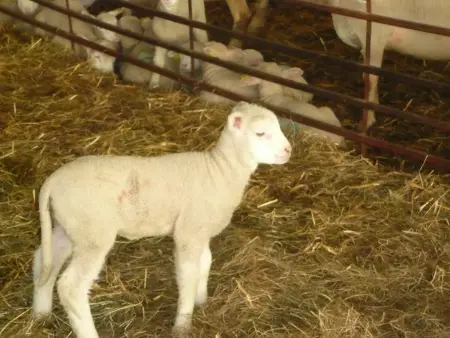 Gîte Tranquille avec Cheminée, Terrasse sur la Saône et Borne EV, Animaux Bienvenus - Photo 26