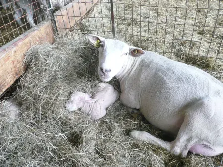 Gîte Tranquille avec Cheminée, Terrasse sur la Saône et Borne EV, Animaux Bienvenus - Photo 28