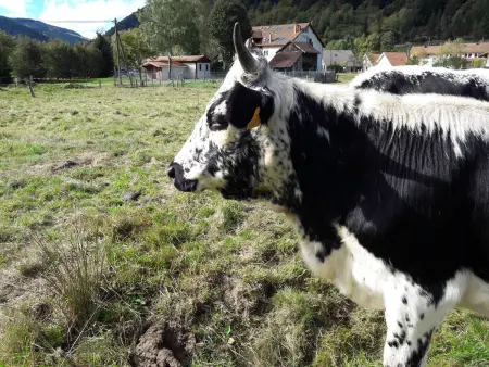 Charmant Gîte avec Garage et Local Vélos au Pied des Pistes de La Bresse - Photo 17