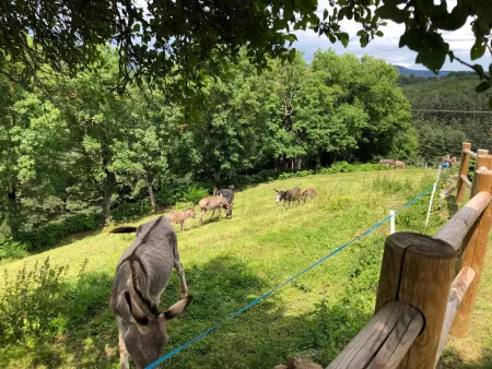 Ancienne ferme rénovée avec jardin privé, poêle à bois et terrasse - Photo 5