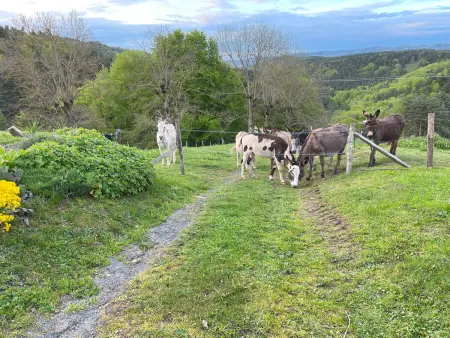 Ancienne ferme rénovée avec jardin privé, poêle à bois et terrasse - Photo 7