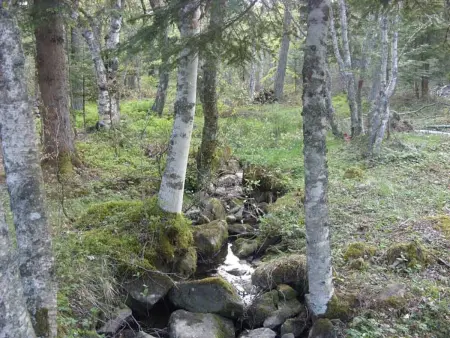 Petit Gîte Enchanté au Cœur de la Forêt du Meygal, Proche du Lac Bleu - Photo 10