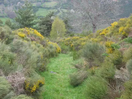Gîte spacieux et rénové avec équipements modernes, terrasse et vaste jardin près de Gévaudan et Margeride - Photo 27