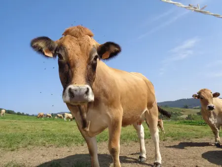 Charmant gîte à la ferme avec terrasse et animaux admis - Photo 21