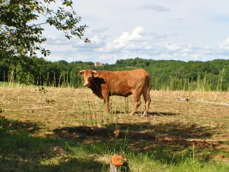 Maison de campagne avec cheminée, animaux acceptés, près de Sarlat - Photo 14