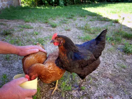 Gîte rustique 6 pers avec cheminée et grand jardin, animaux acceptés - Photo 18