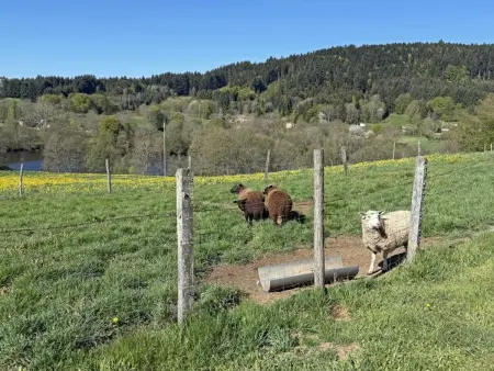 Gîte 4 pers avec jardin privé et animaux admis - Photo 18