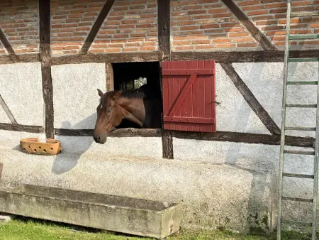 Gîte à la ferme avec piscine, animaux admis en Sologne Bourbonnaise - Photo 12