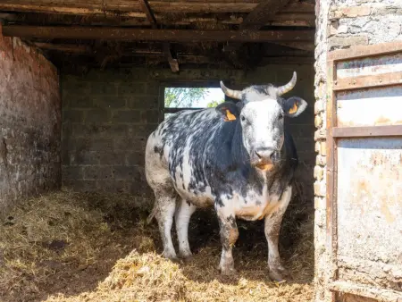 Meeuwenoord, Maison dans une ferme au bord de la mer - Photo 61
