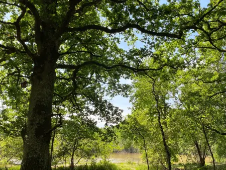 Gîte en Sologne au calme avec étang, proche d'Orléans et châteaux, idéal randonnées et pêche - Photo 32