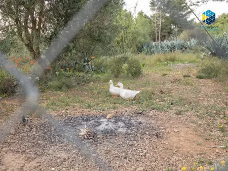 Location de Vacances à Llucmajor : Maison Rustique avec Jardin, Piscine et Aires de Jeux - Photo 35
