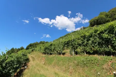 Riva dei Tor, Maison à Veneto avec vignobles de Prosecco - Photo 26