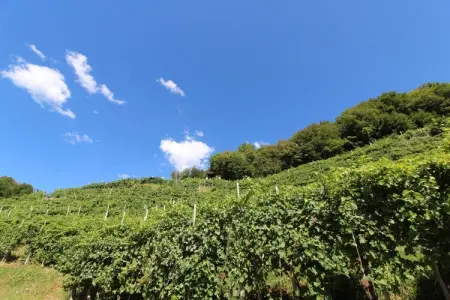 Riva dei Tor, Maison à Veneto avec vignobles de Prosecco - Photo 28