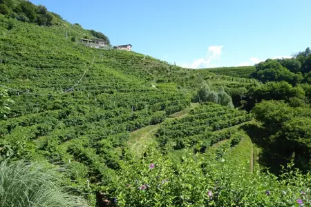 Riva dei Tor, Maison à Veneto avec vignobles de Prosecco - Photo 30