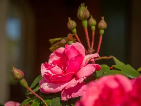 Villa Nycou, Villa avec grand jardin clos et piscine privée - Photo 7