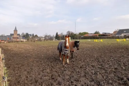 't Velmerhof, Séjour à la ferme de l'école d'équitation - Photo 26