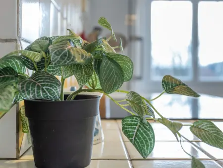 Le Vert Coteau, Maison 6 personnes à Deauville Trouville - Photo 15