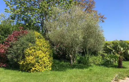 Maison 8 personnes à Plougasnou - Photo 9