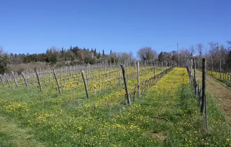 Maison 12 personnes à Gaiole in Chianti - Photo 46