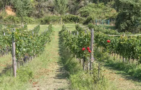 Maison 12 personnes à Gaiole in Chianti - Photo 48