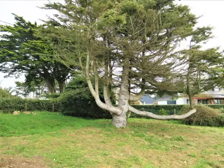 Maison avec jardin clos à 800m de la plage à Trébeurden - Photo 14