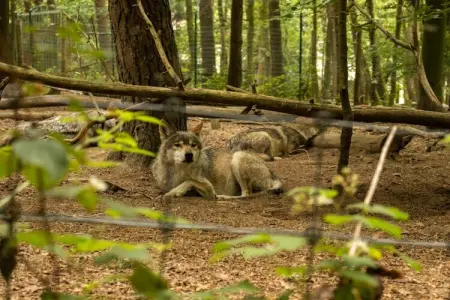 De Eekhoorn, Escapade en forêt près du lac - Photo 36