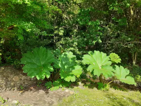 Grande maison en pierre avec jardin près de la plage - Photo 12
