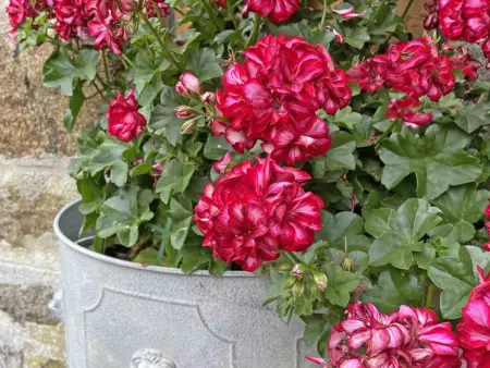 Grande maison familiale avec jardin et animaux acceptés près de la voie verte - Photo 26