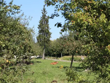 Charmante maison avec jardin, haut débit, près de Bagnoles de l'Orne - Photo 20