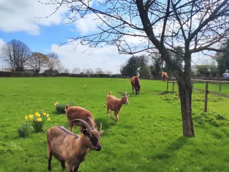Gîte familial avec jardin, proche nature, idéal pour randonneurs et séjours reposants en Picardie Verte - Photo 29