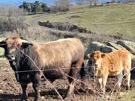 Maison de vacances rénovée à la ferme, terrasse, proche du Parc Ardes, Puy de Dôme et Brioude - Photo 32
