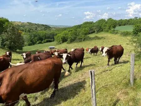 Maison de vacances rénovée à la ferme, terrasse, proche du Parc Ardes, Puy de Dôme et Brioude - Photo 34