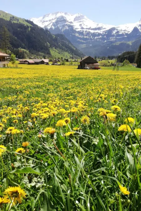 Kari's Schüür, Appartement 4 personnes à Lenk - Photo 4