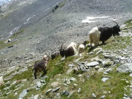 Ferienhaus Alea, Appartement 2 personnes à Saas Grund - Photo 5