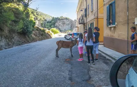 Oasi dei cervi, Appartement 4 personnes à Guspini - Photo 16