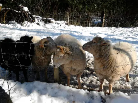 Charmant studio en montagne avec jardin, animaux admis - Photo 15