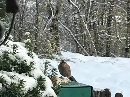 Charmant studio en montagne avec jardin, animaux admis - Photo 20