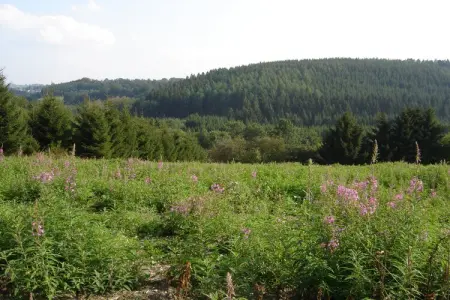 Domaine des Bouts de Fagnes, Maison de vacances avec sauna à Sourbrodt - Photo 37